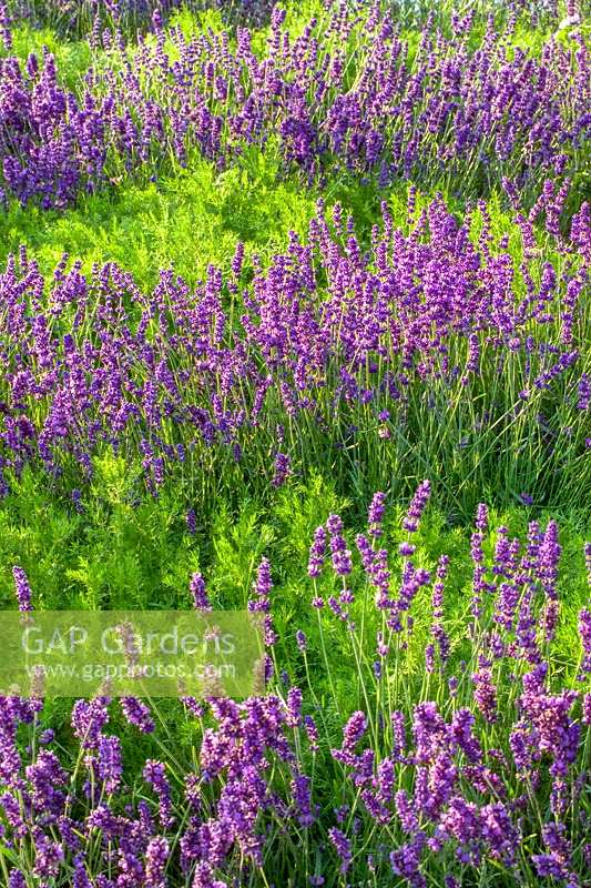 'A Gift For Life' herb garden with Lavender and Chamomile, Hampton Court Flower Show, 2003