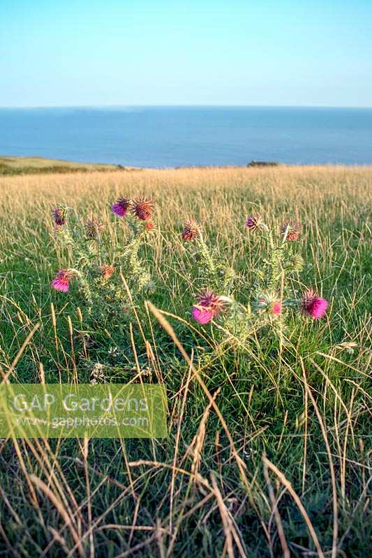View of meadow with sea behind, featuring Carduus nutans - Musk Thistle in foreground