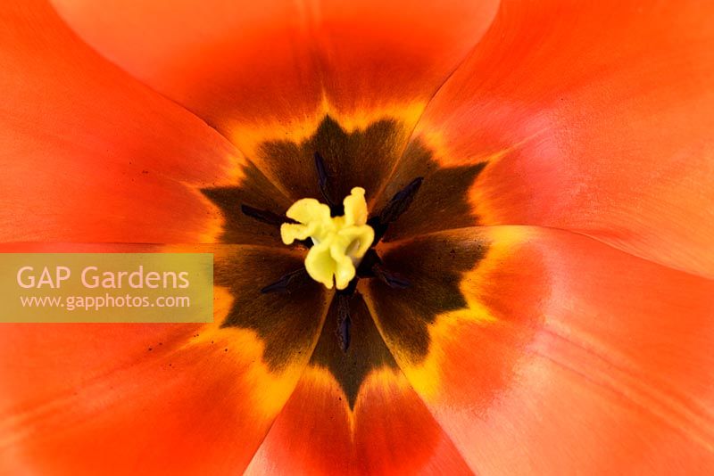 Tulipa  'Orange Balloon'  - Tulip  Darwin Hybrid Group  