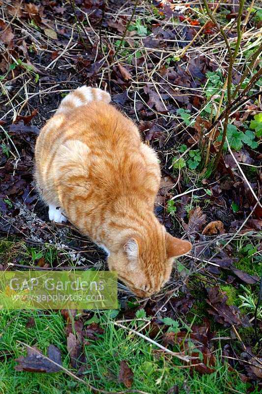 A domestic cat discovering catmint - Nepeta. 