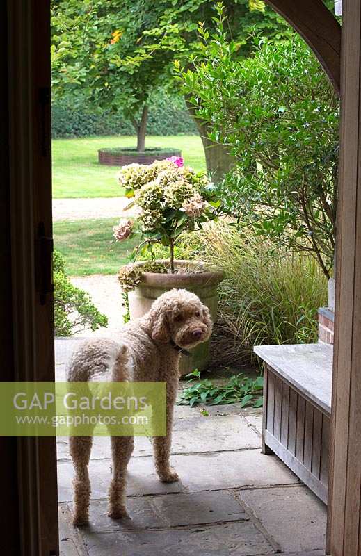 View from front door with wooden porch, Hydrangea in a terracotta pot and 
Mister the Labradoodle in late September. Brookside