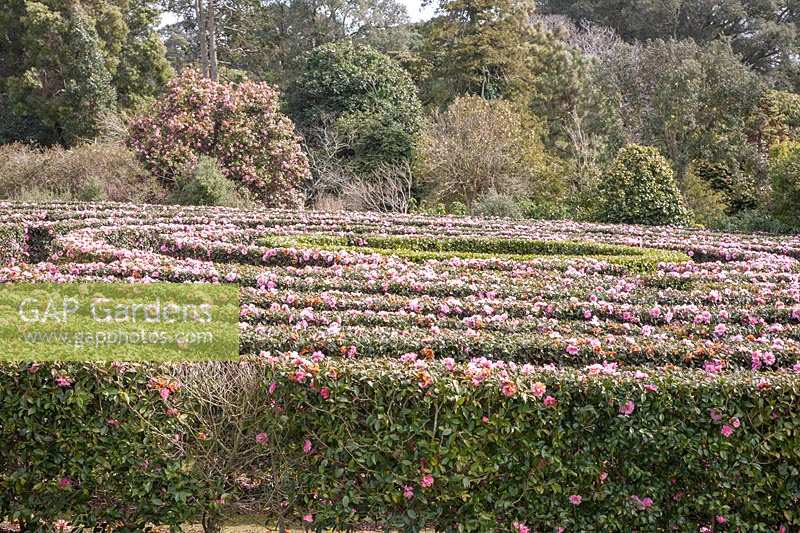 Camellia Maze Tregothnan, Cornwall, UK.