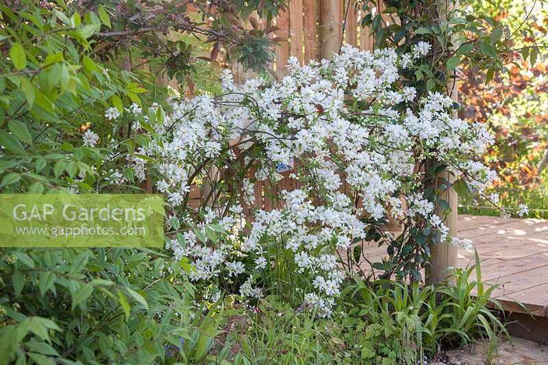 Exochorda serratifolia 'Snow White' growing in border. 
