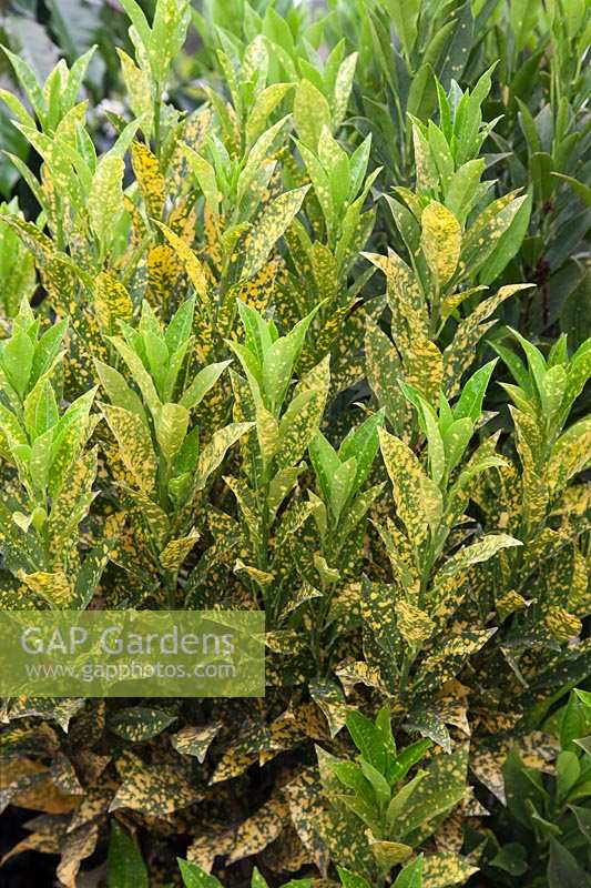 Codiaeum variegatum 'Gold Dust' - Gold Dust Croton - Colombia