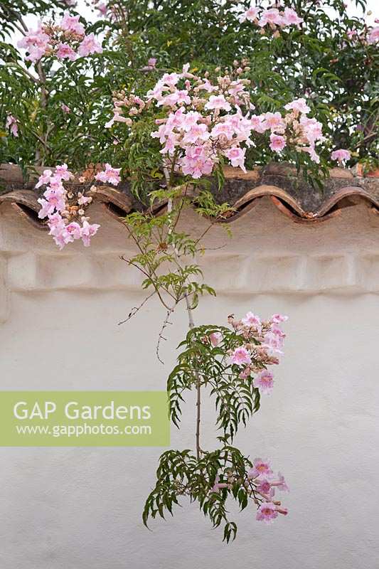 Podranea ricasoliana growing on tile-topped wall - Pink Trumpet Vine - Colombia