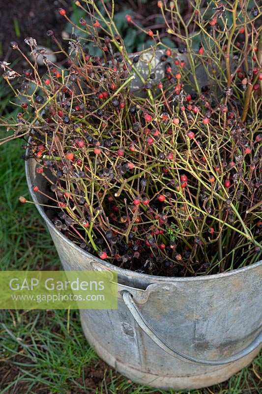 Rosa veilchenblau - Pruned rambling rose stems in a metal bucket