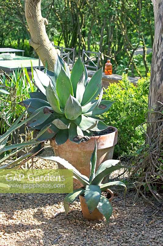 Agave planted in terracotta pot.