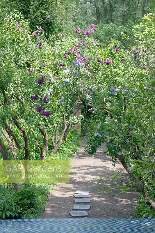 Flowering Lilacs purple corridor.