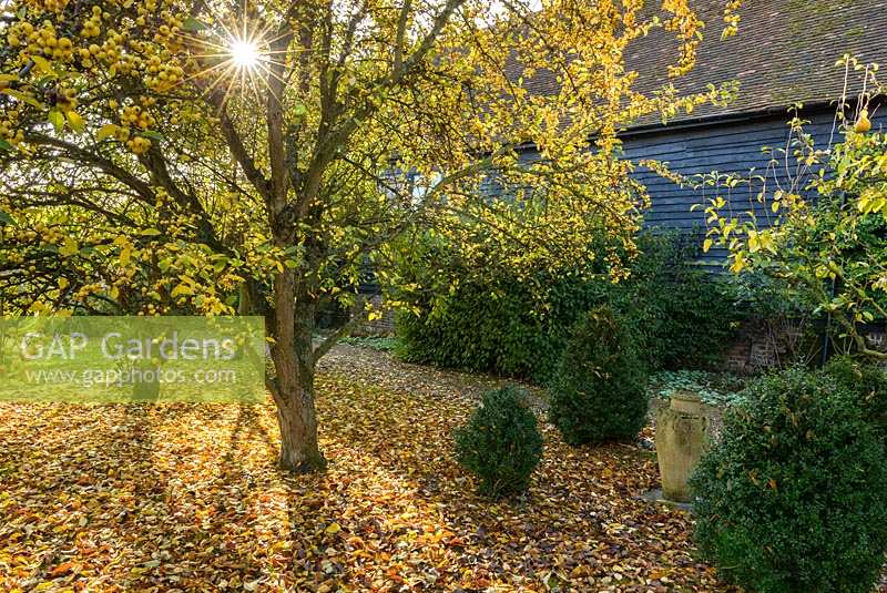 Sunrise in orchard with crab apple tree, box topiary and urn - Thundridge Hill House Garden, Hertfordshire, UK