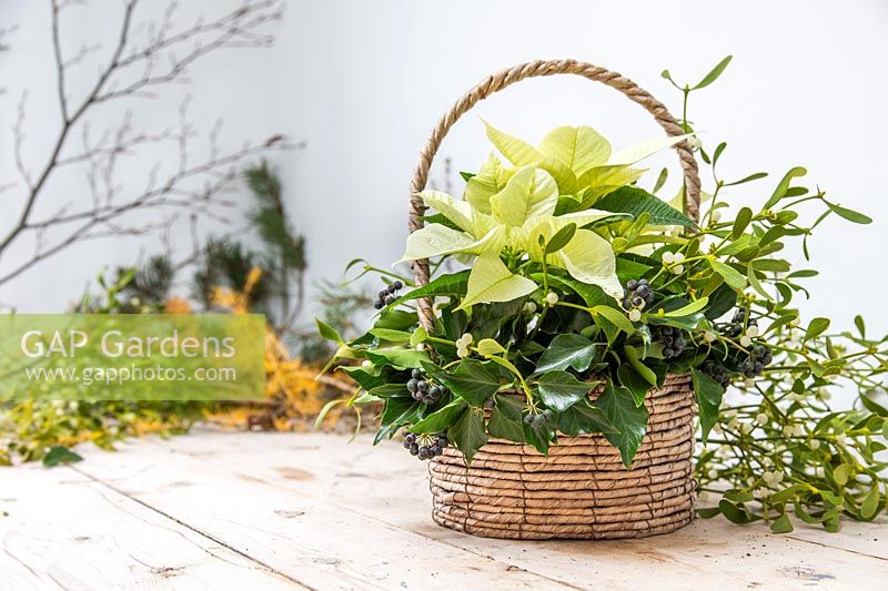 Cream poinsettia displayed in basket, with berried ivy and Mistletoe.