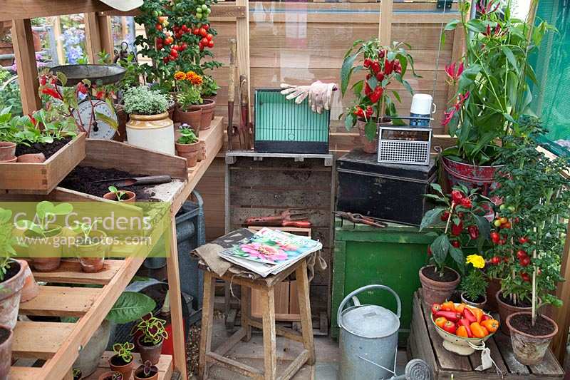 Greenhouse with potting bench, vegetables and accessories. 
