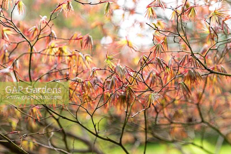 Acer palmatum 'Inazuma' - Japanese Maple  'Inazuma' - buds bursting into leaf in spring