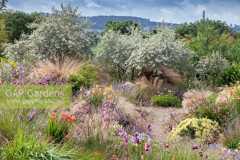 View over mixed plantings of ornamental grasses and flowers to a group
 of Eleagnus 'Quicksilver' shrubs