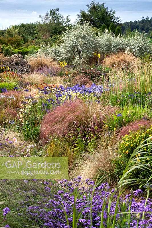 View over mixed plantings of ornamental grasses and flowers to Eleagnus 'Quicksilver' shrubs