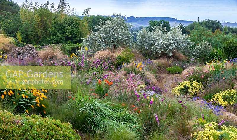 View over mixed plantings of ornamental grasses and flowers towards Eleagnus 'Quicksilver' shrubs 