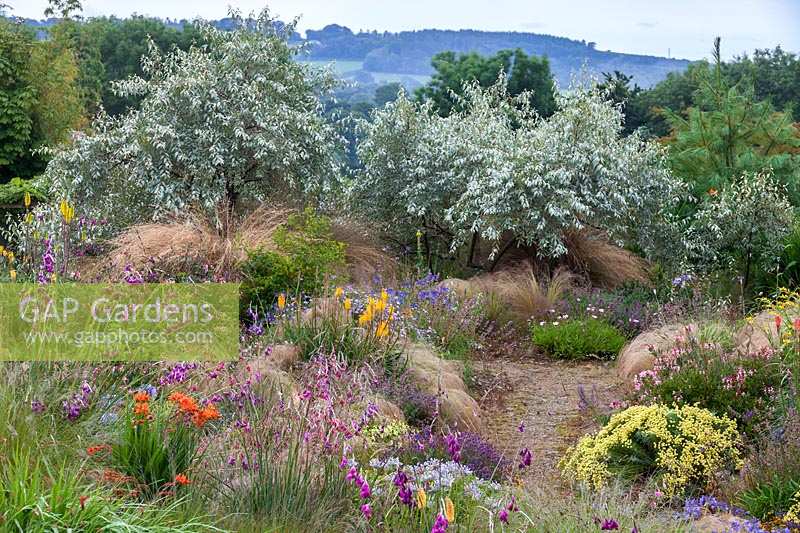 View through Dierama flowers and ornamental grasses to group of Eleagnus 'Quicksilver' shrubs
