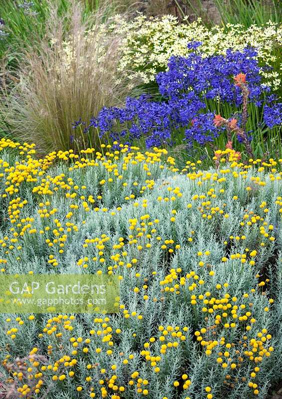 Santolina chamaecyparissus 'Nana' in flower in a bed with Agapanthus 'Navy Blue', Stipa tenuissima and Coreopsis 'Moonbeam'
