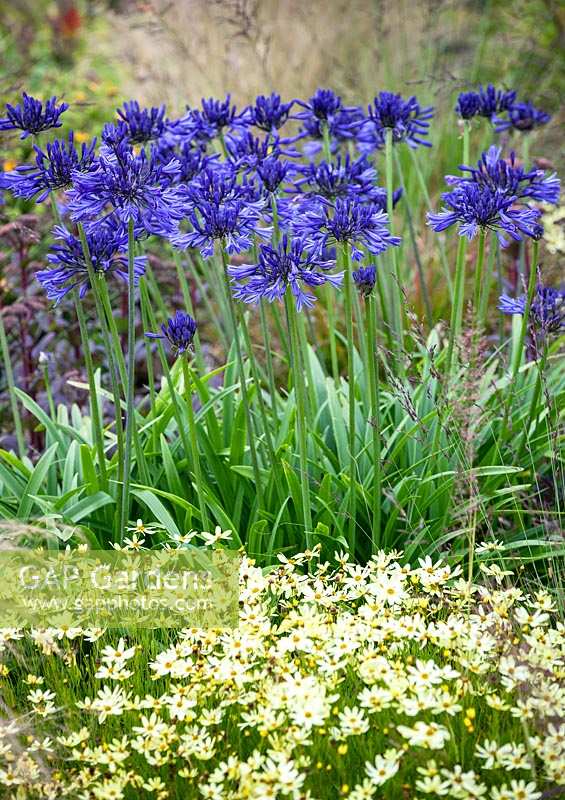 Agapanthus 'Navy Blue' underplanted with Coreopsis 'Moonbeam'