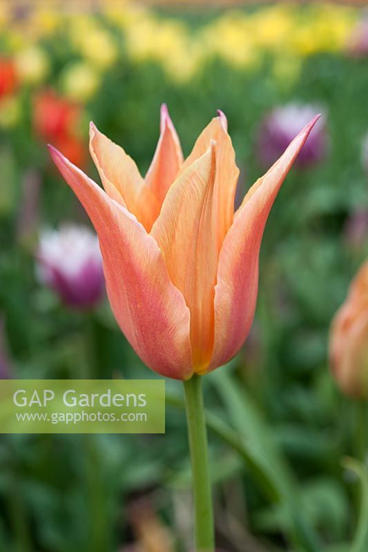 Tulipa 'Astor' - Lily-flowered tulip