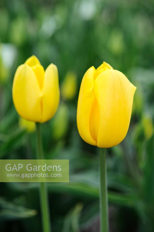 Tulipa 'Golden Hind' - Darwin Hybrid tulip
