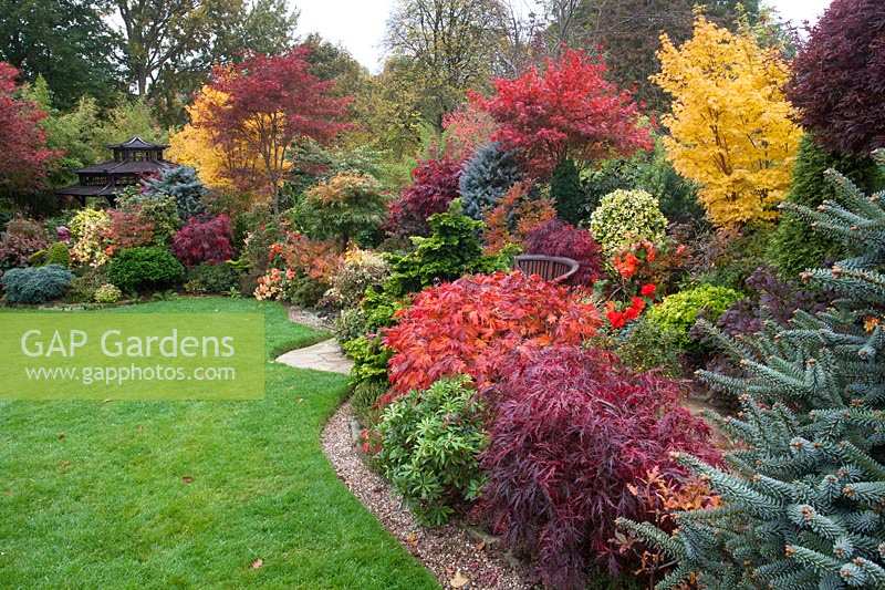 A highly colourful view of lawn, and densely planted borders in Four Seasons Garden, an Oriental themed garden with conifers, Azaleas, Acers and tea house. 