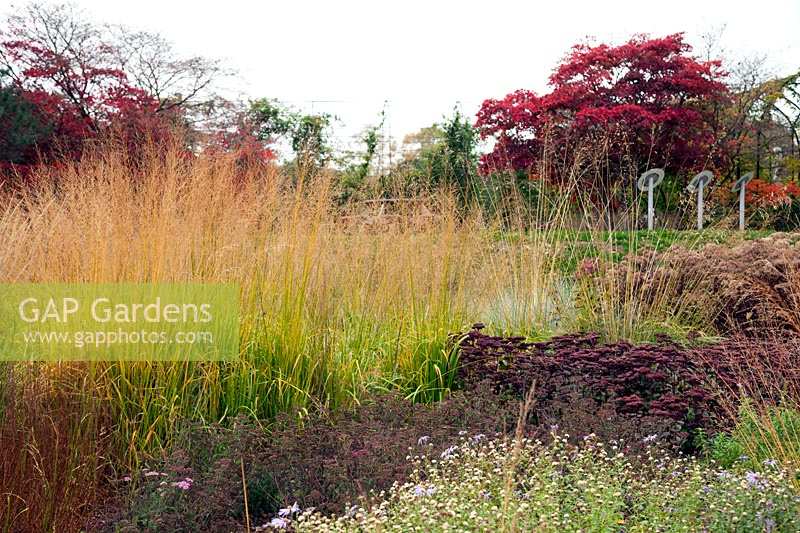 Borders of perennial grasses and seedheads designed by Piet Oudolf - Trentham Gardens, Staffordshire, UK.