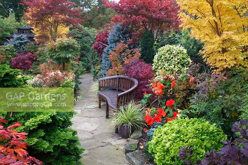 Mixed acer and conifer planting with late flowering begonias and path with bench. Four Seasons Garden, Walsall, West Midlands.