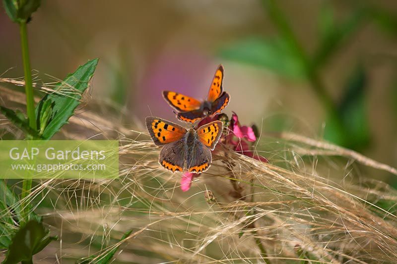 Lycaena phlaeas - the small copper butterfly - resting on Stipa tenuissima and Diascea personata. 
