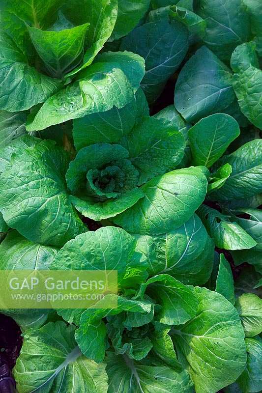 Brassica rapa - Pekinensis Group - Chinese Cabbage 'Apex'