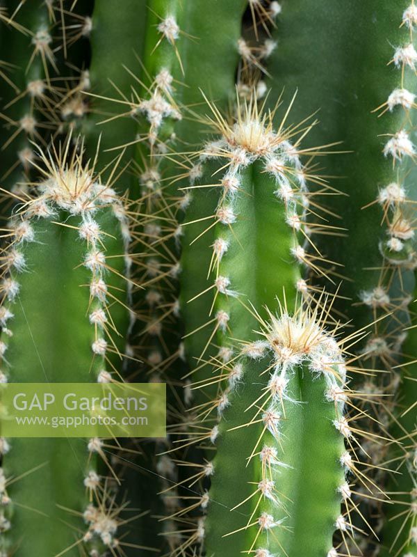 Acanthocereus tetragonus - Fairy castle cactus