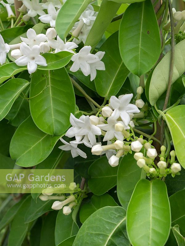 Stephanotis floribunda syn Stephanotis jasminoides - Madagascar jasmine