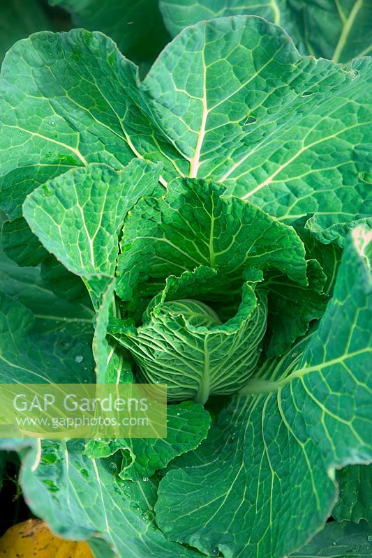 Brassica oleracea Capitata Group 'Embassy' - Cabbage