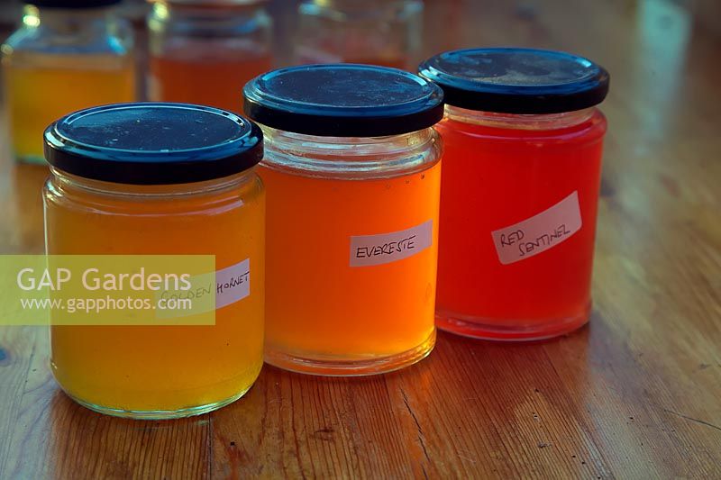 Glass jars of crab apple jelly - Malus 'Evereste',  Malus x zumi 'Golden Hornet', Malus x robusta 'Red Sentinel' 