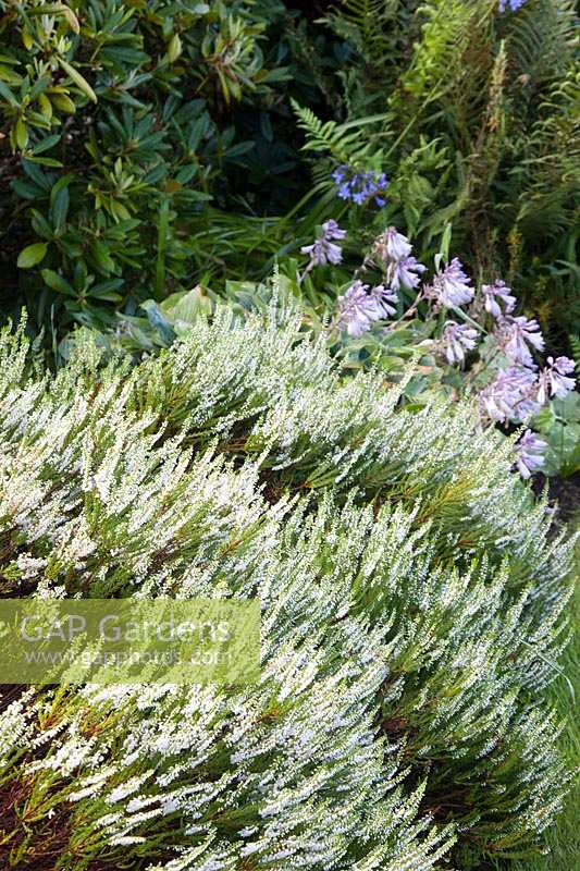 Erica carnea f. alba 'Springwood White' - Heather 'Springwood White'