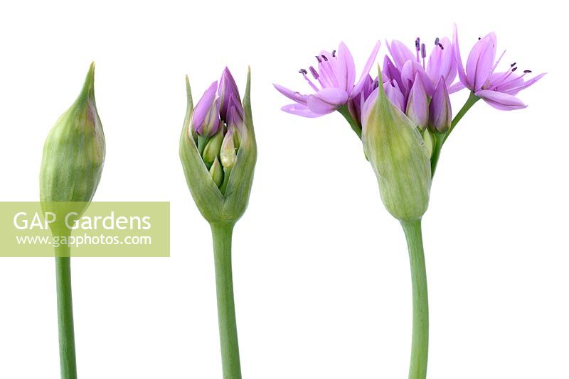 Allium 'Eros' - Ornamental Onion 'Eros'