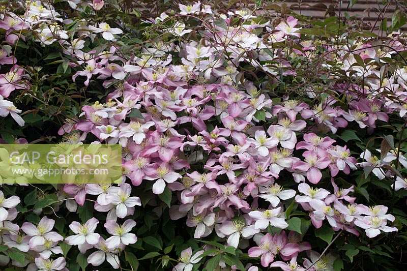 Clematis montana grandiflora intertwined with Clematis Broughton Star, and Clematis montana rubens on trellis