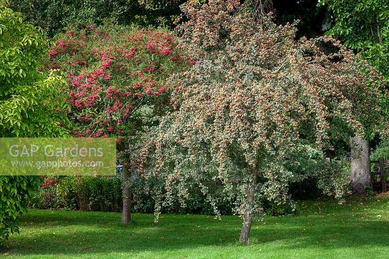 Sorbus vilmorinii - Rowan-  and Crataegus orientalis syn. Crataegus laciniata - Hawthorn