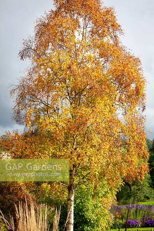 Betula ermanii - Gold birch - in autumn colour