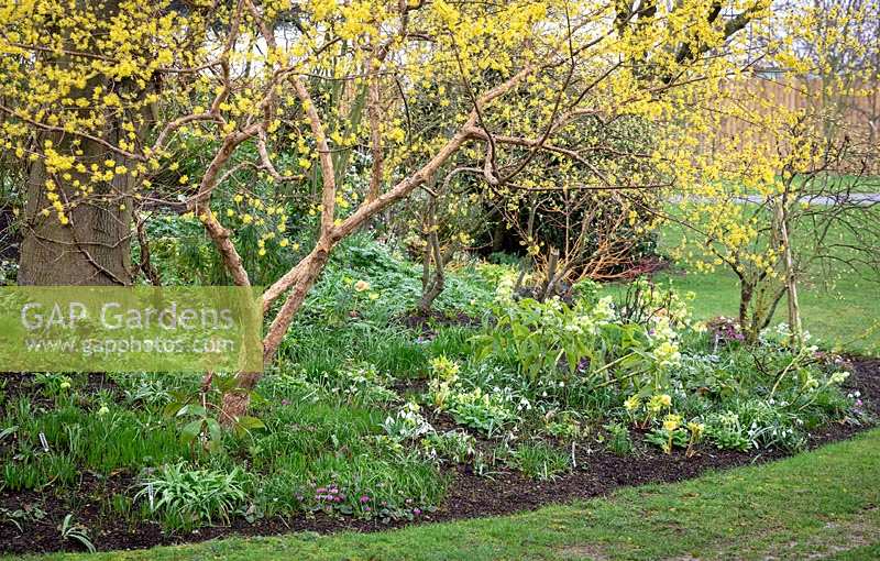 Hellebores and snowdrops planted in a bed with Cornus officinalis - Japanese cornelian cherry.