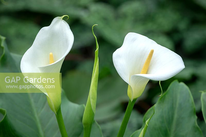 Zantedeschia aethiopica 'Glencoe' - Arum lily, Calla lily.
