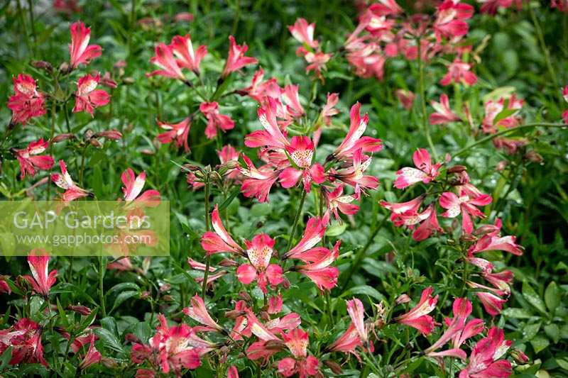 Alstroemeria 'Freedom' - Peruvian lily
