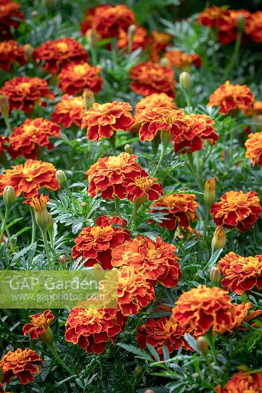 Tagetes patula 'Red Cherry' - French marigold
