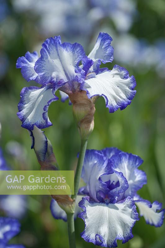 Tall Bearded Iris 'Ink Patterns'