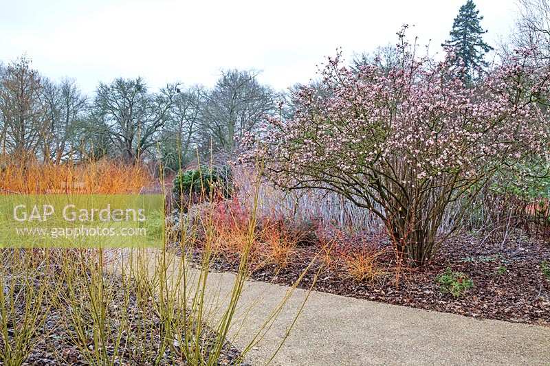 Winter garden with Cornus sanguinea 'Midwinter Fire' and Viburnum x bodnantense 'Dawn' at RHS Garden Wisley, Surrey, UK. 