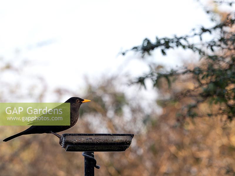 Turdus merula - Blackbird on feeding platform.  