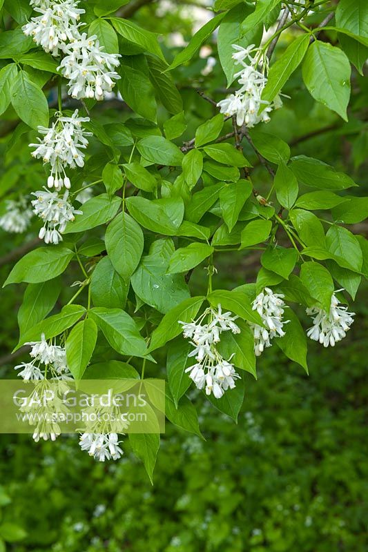 Staphylea colchica - Ivory-Flowered Bladdernut