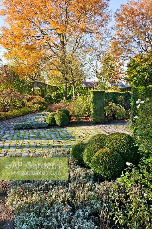 View across autumn borders and topiary Buxus balls in Laura Dingemans' garden, The Netherlands. 