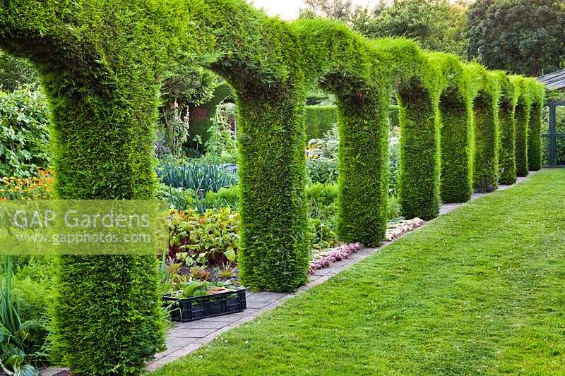 Topiary arches of x Cuprocyparis leylandii separating a vegetable garden from the lawn.