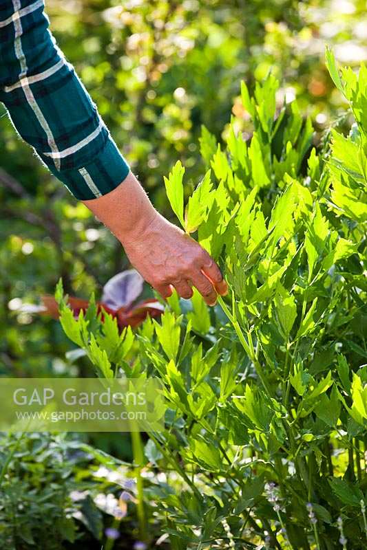 Person picking lovage - Levisticum officinale.
