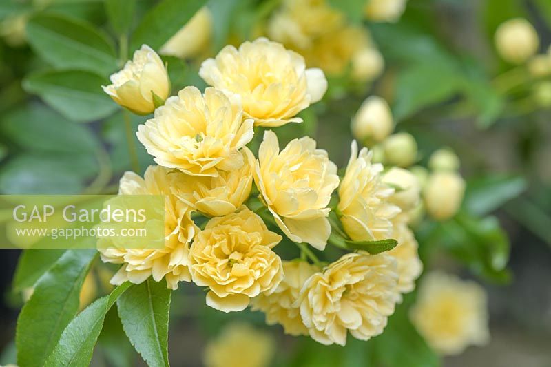 Rosa banksiae 'Lutea' - Yellow Banksian Rose